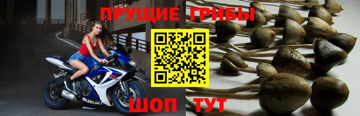 Псилоцибиновые грибы Magic Shrooms  Галлюциногенные грибы Psilocybe  Вход с VPN  Похвистнево 